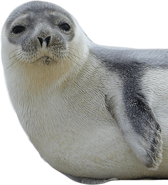 Harbor seal PNG, transparent png download
